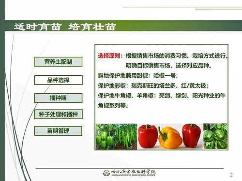 黨建引領(lǐng)謀發(fā)展 科技助農(nóng)備春耕 網(wǎng)絡(luò)課堂助力辣椒栽培技術(shù)要點(diǎn)與網(wǎng)絡(luò)技術(shù)開發(fā)